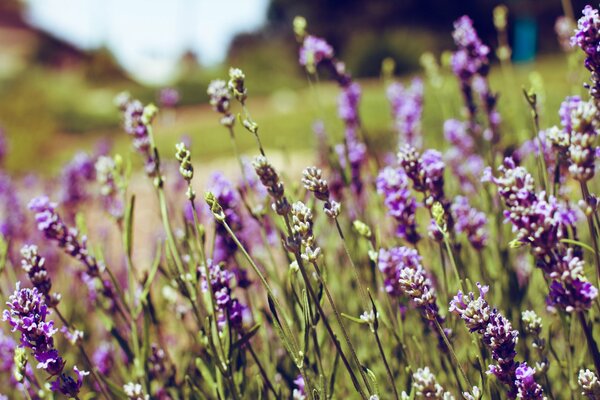 Lavendelblüten wachsen auf der Wiese