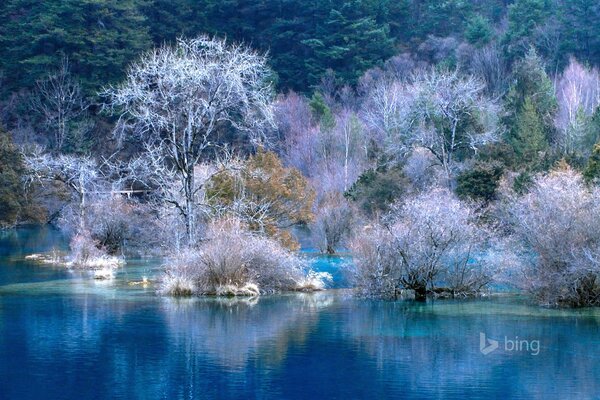 Paisaje invernal cerca del agua clara