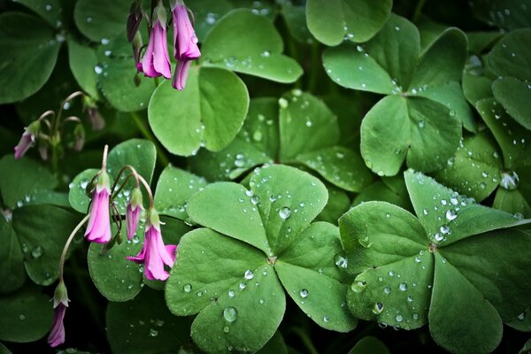 Dew drops on green leaves