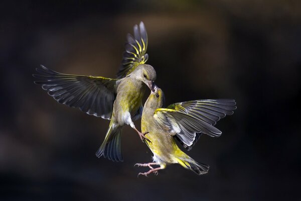 Due uccelli in volo