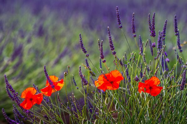 Lavendel und Mohn wachsen nebenan auf dem Rasen