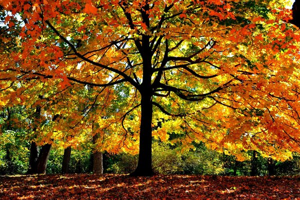 Image of a colorful autumn tree