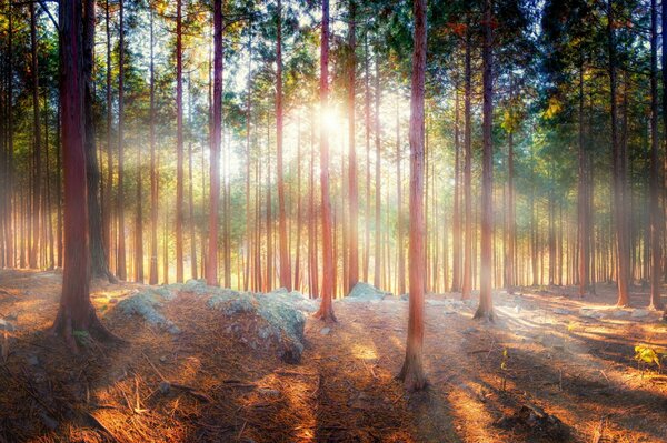 Forêt ensoleillée arbres nature