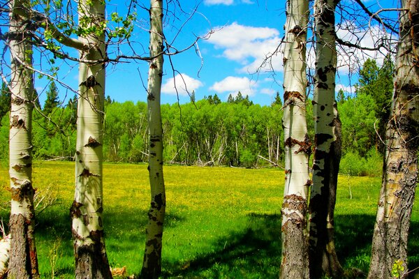 Sunny glade with beautiful high birches