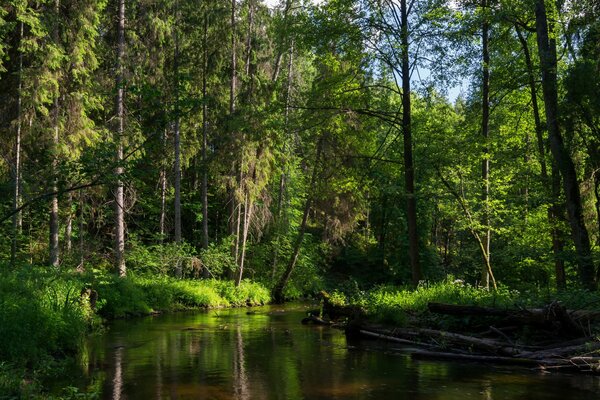 Foresta mista e fiume in estate