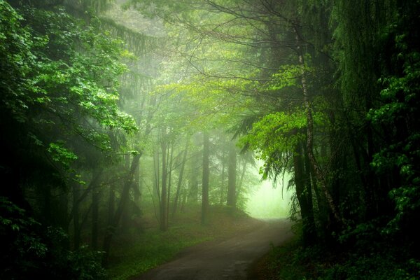 Thick fog in the thicket of the forest