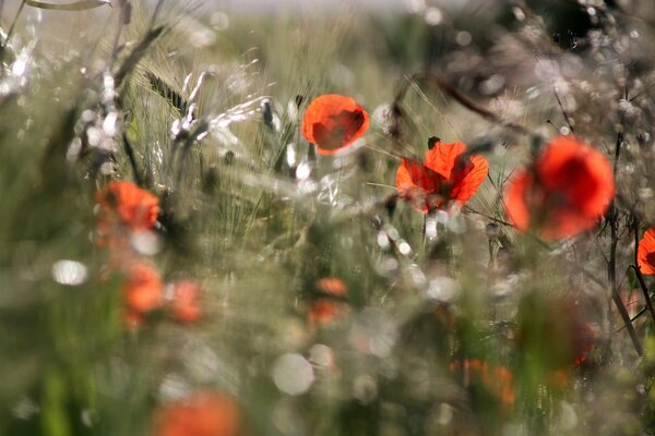 Gouttes de rosée sur les fleurs de pavot