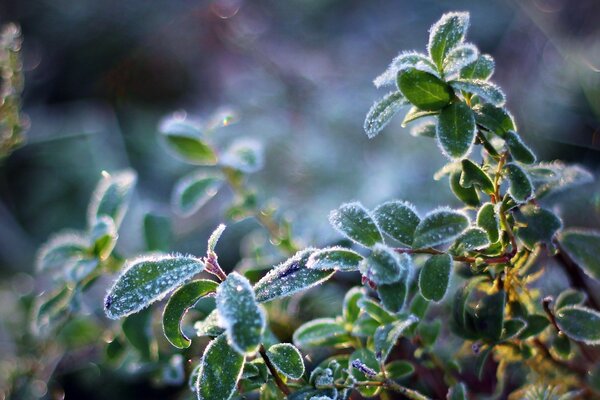 In the morning, the leaves of the Plants are covered with frost