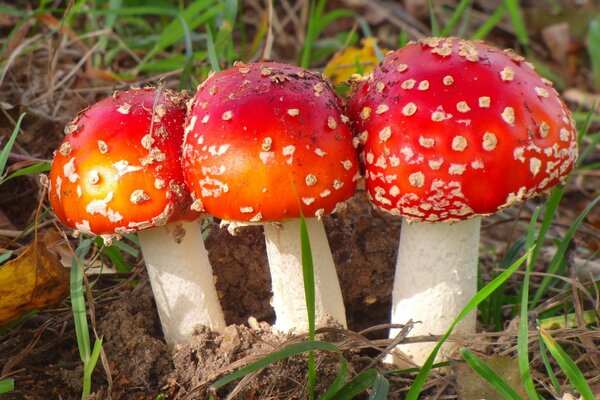 Trois amanites brillantes dans l herbe