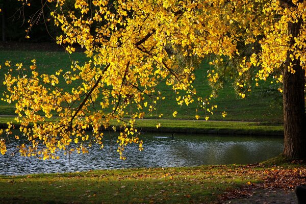 Herbst Park Baum am See