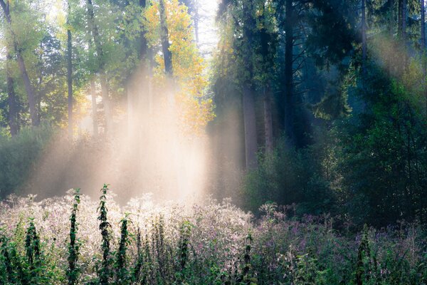 Rayons de lumière dans la forêt d automne