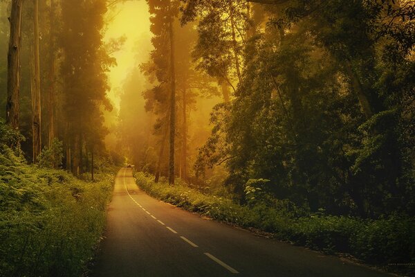 A car on a foggy road in the woods