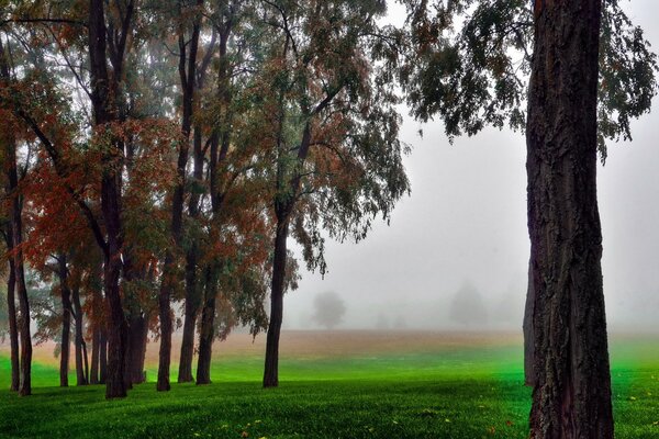 Niebla sobre la hierba en el campo de otoño