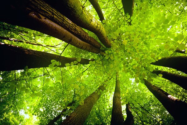 Tree trunks go up into the sky