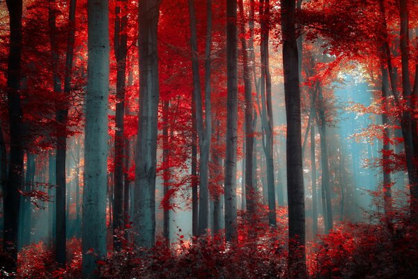 Bosque de vampiros rojos. Miedo