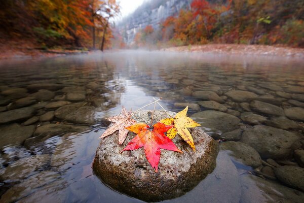 Trois feuilles d Érable sur une pierre dans l eau