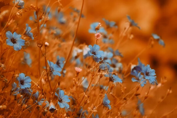 Blaue Blumen auf Weizenhintergrund