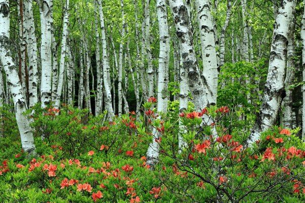 Foresta con betulle e bellissimi alberi