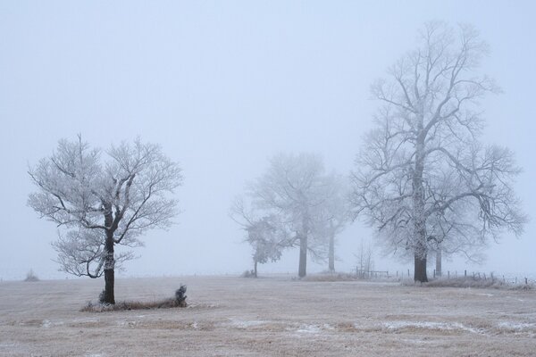 Arbres au milieu du désert enveloppés de brouillard