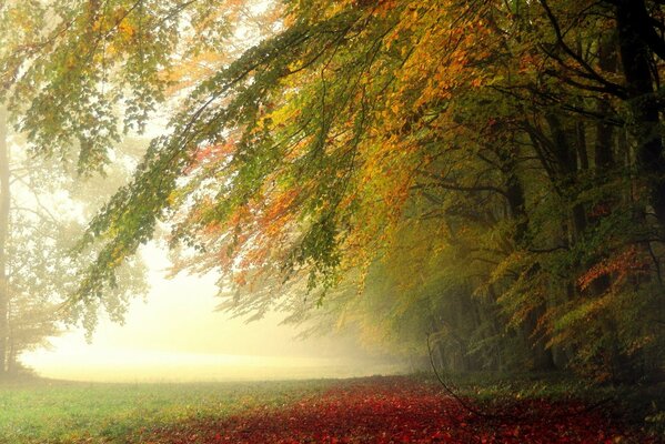 Matin d automne multicolore dans la forêt