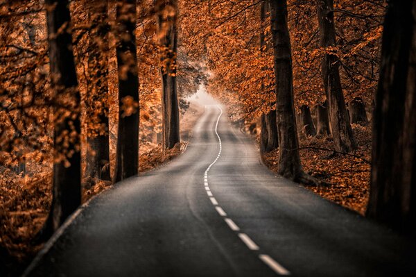 Route dans la forêt entre les arbres