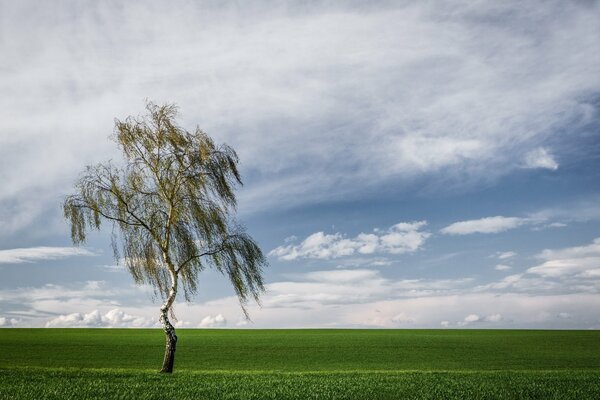 Bouleau solitaire au milieu d un champ vide