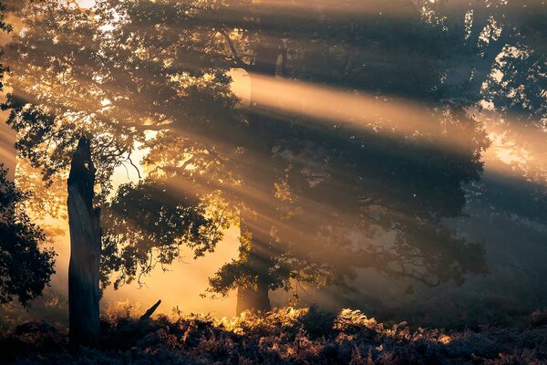 Bella alba nella foresta con i raggi penetranti del sole