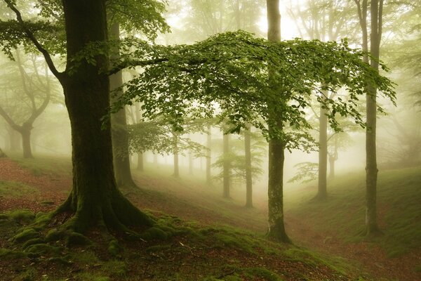 Es ist ein nebliger Morgen. Bäume im Wald