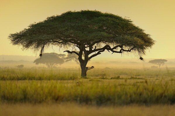 Arbre avec feuillage en forme de parapluie en Afrique