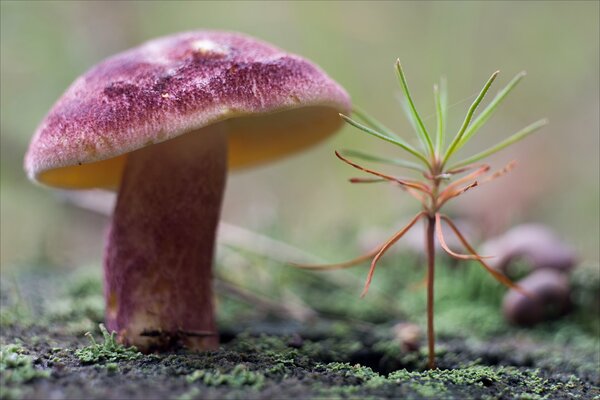 Champignon rose et mousse