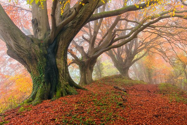 Poderoso roble en el bosque de otoño