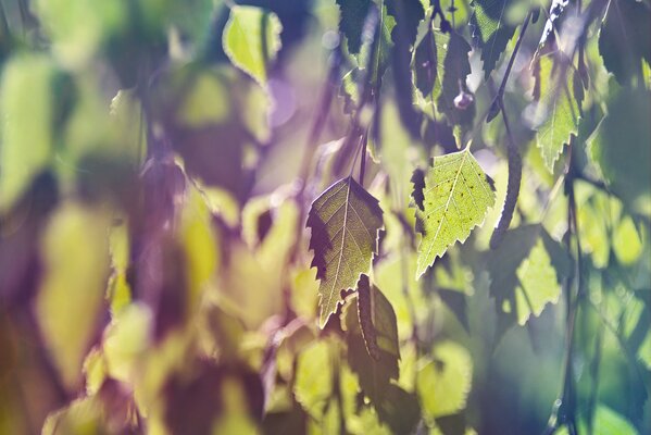 Leaves of trees in the rays of the sun