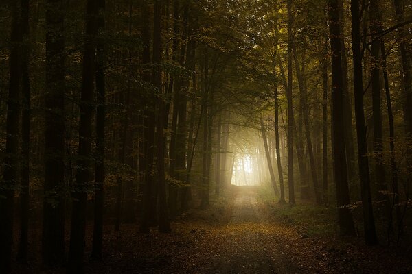 Autumn road in the forest