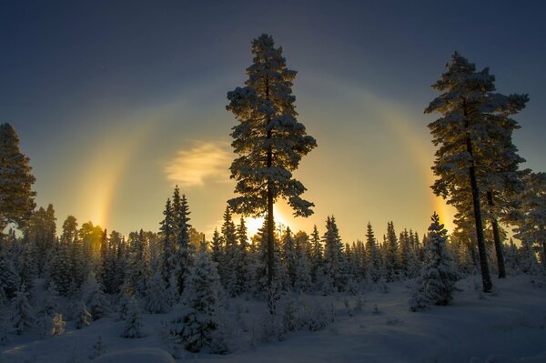 Winter snow forest of Norway