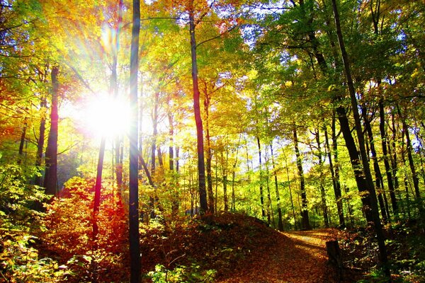 Sendero en el soleado bosque de otoño