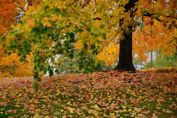 Fogliame cremisi nel parco autunnale