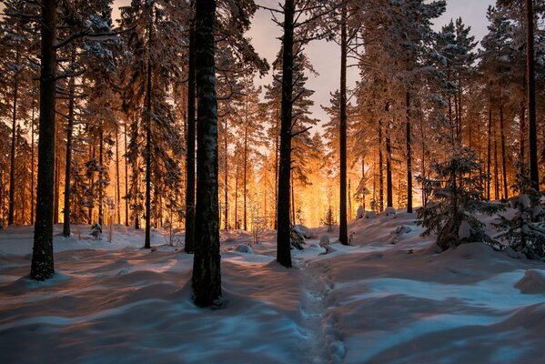 Sentier dans la forêt, paysage d hiver