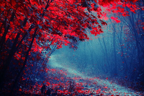 Crimson leaves cover the path in the park