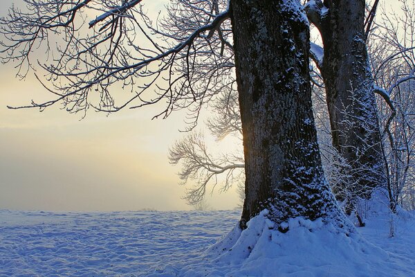 Snow-covered trees. Winter evening