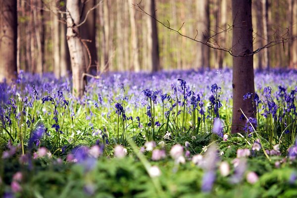 Clairière de fleurs dans la forêt en été