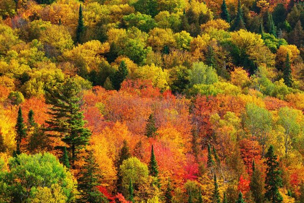 Bunter Wald im Herbst