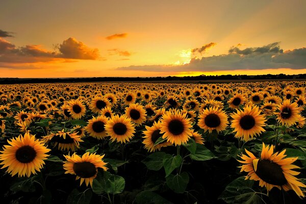 Sonnenuntergang über einem Feld mit Sonnenblumen