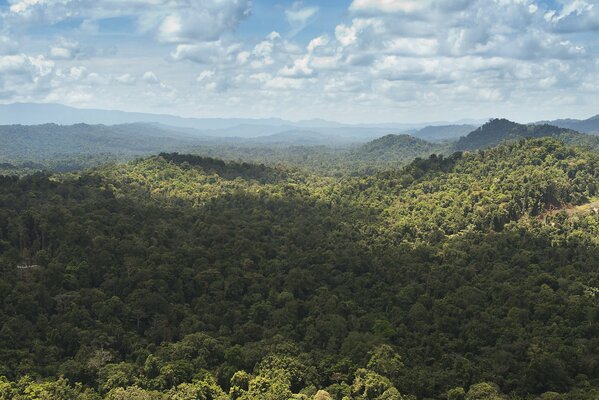 Collines de la jungle en nouvelle-Guinée