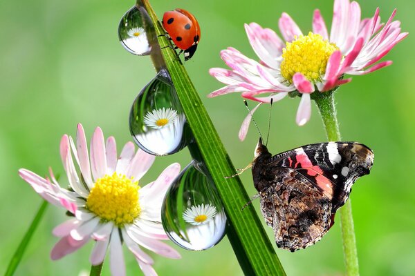 A ladybug and a butterfly are sitting on the flowers