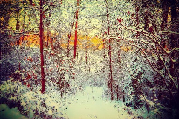 Wanderweg und Bäume im verschneiten Wald