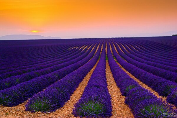 Plantación de campo de lavanda en Francia