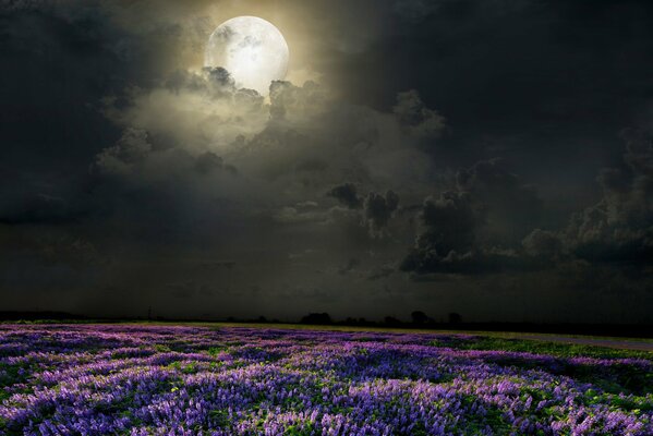 Campo notturno di lavanda sotto la luna