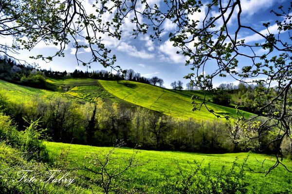 Ein Frühlingsfeld in einem Dorf mit viel Grün