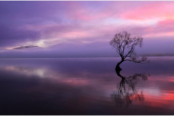 Arbre solitaire au coucher du soleil