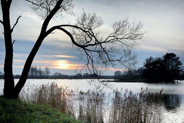 Evening lake with a lonely tree